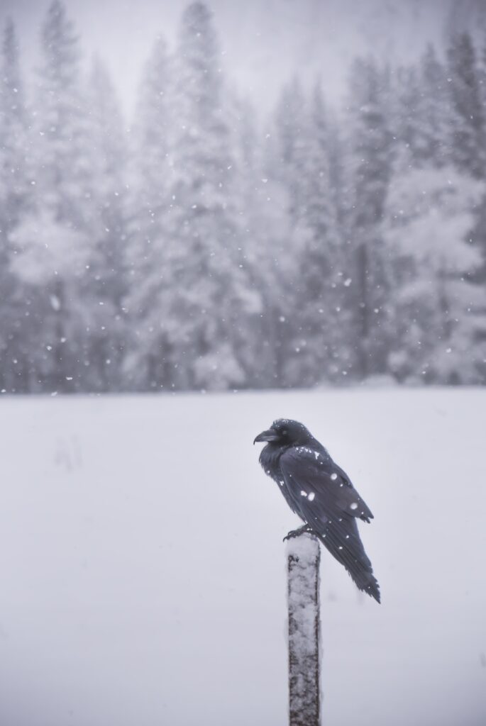 A photograph of a crow sitting on a pole during a snow storm with trees in background.