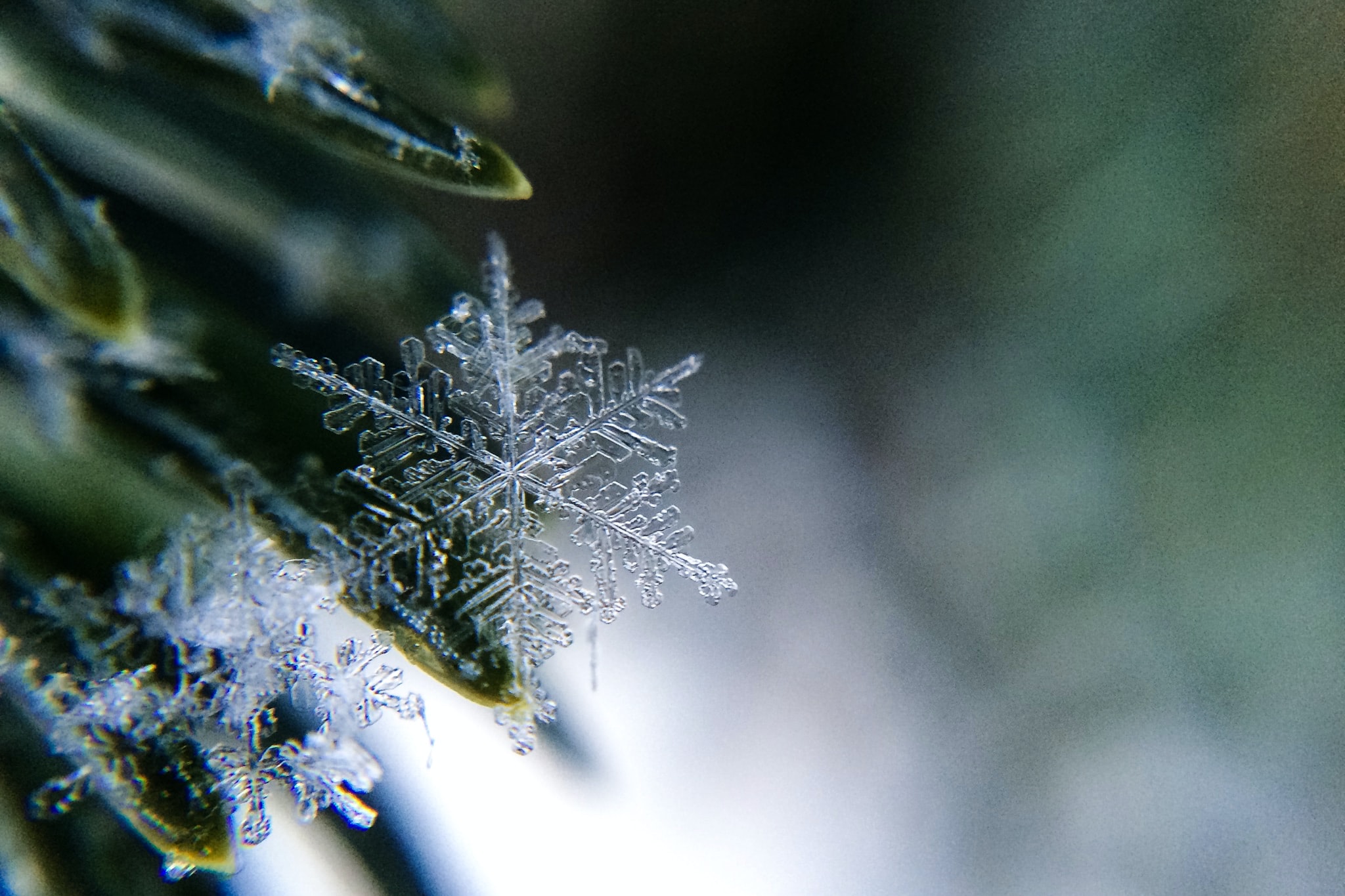 A close up photograph of a snowflake.