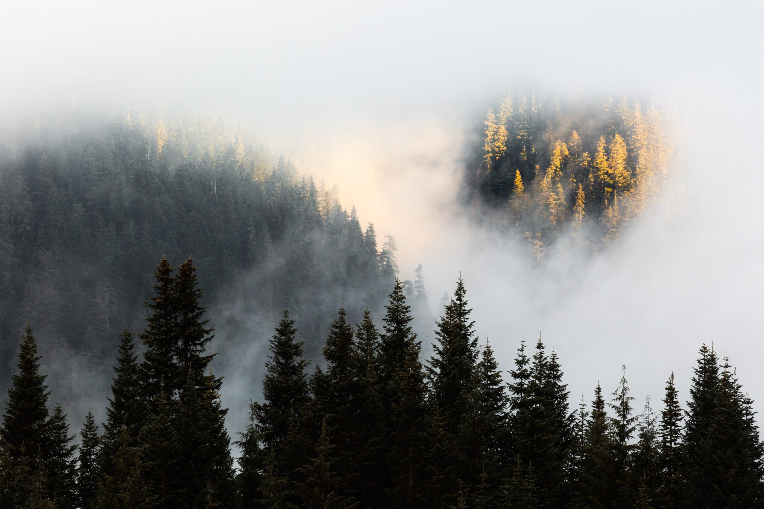A photograph of foggy mountains with pine trees.