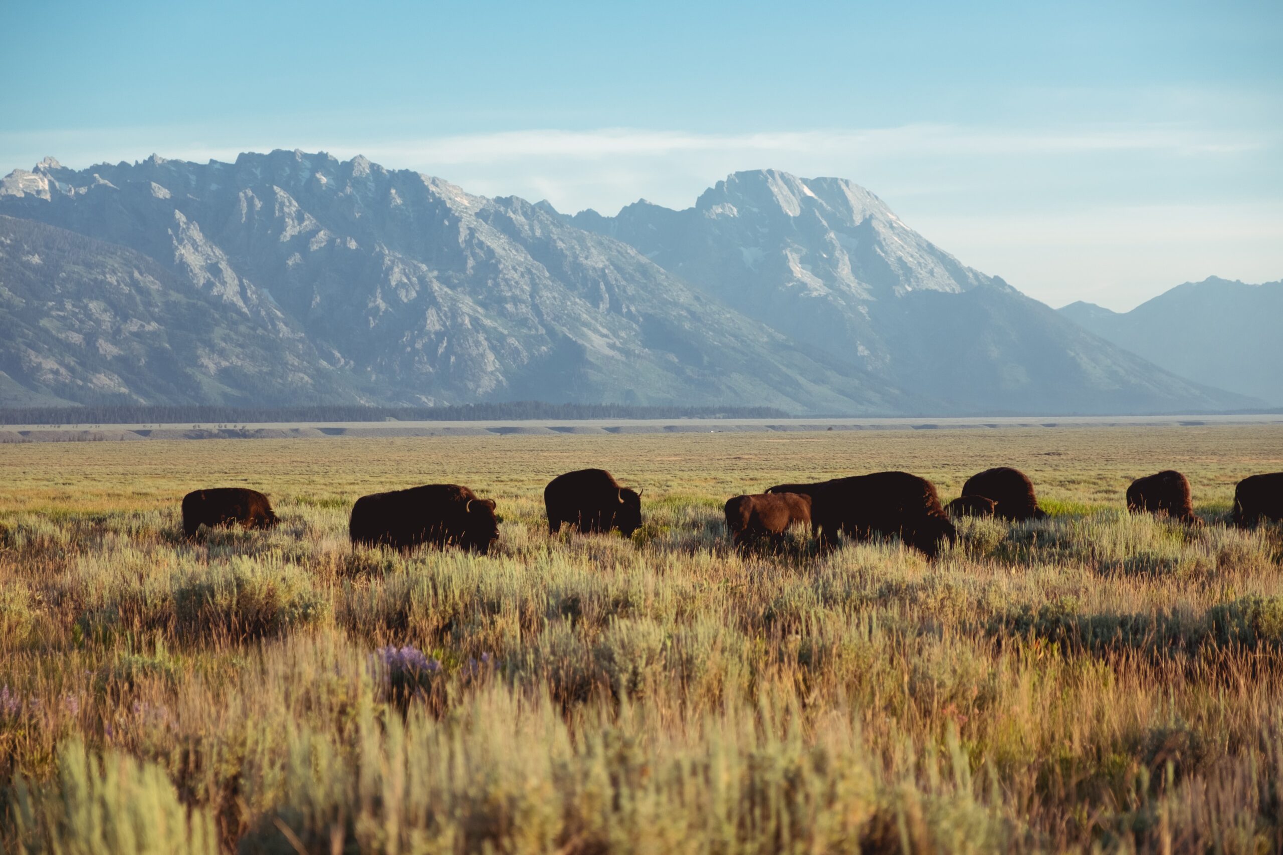 A photograph of buffalo in a field in front of mountain.