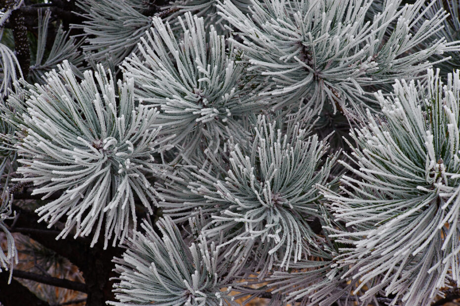 A photograph of pine needles coated in frost