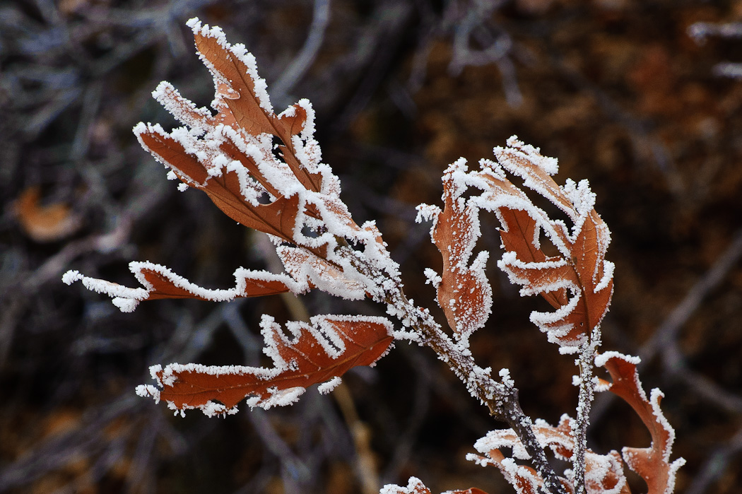 A photograph of a late autumn leaf with frost.