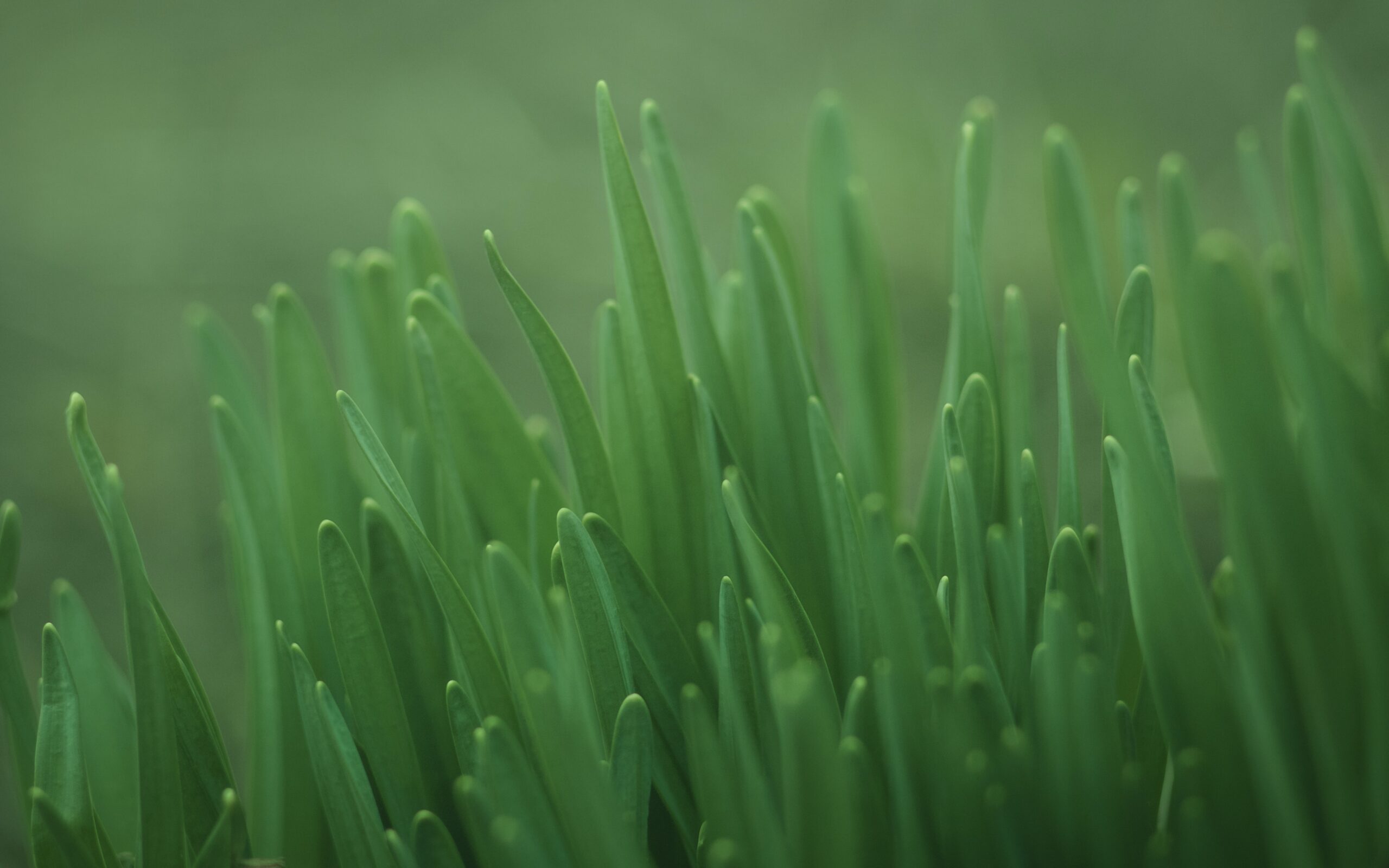 A close up photograph of grass.