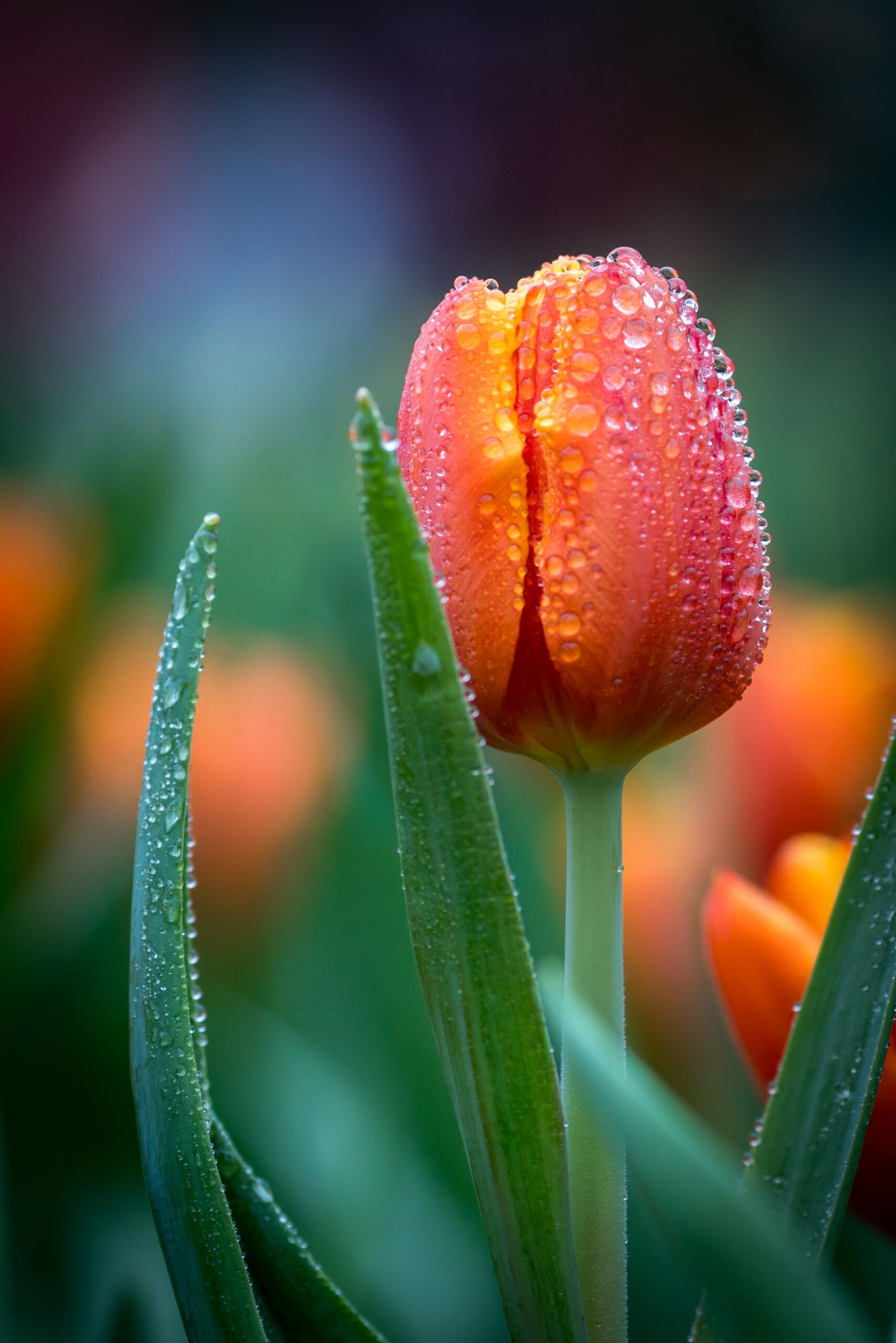 A photograph of tulips with morning dew.