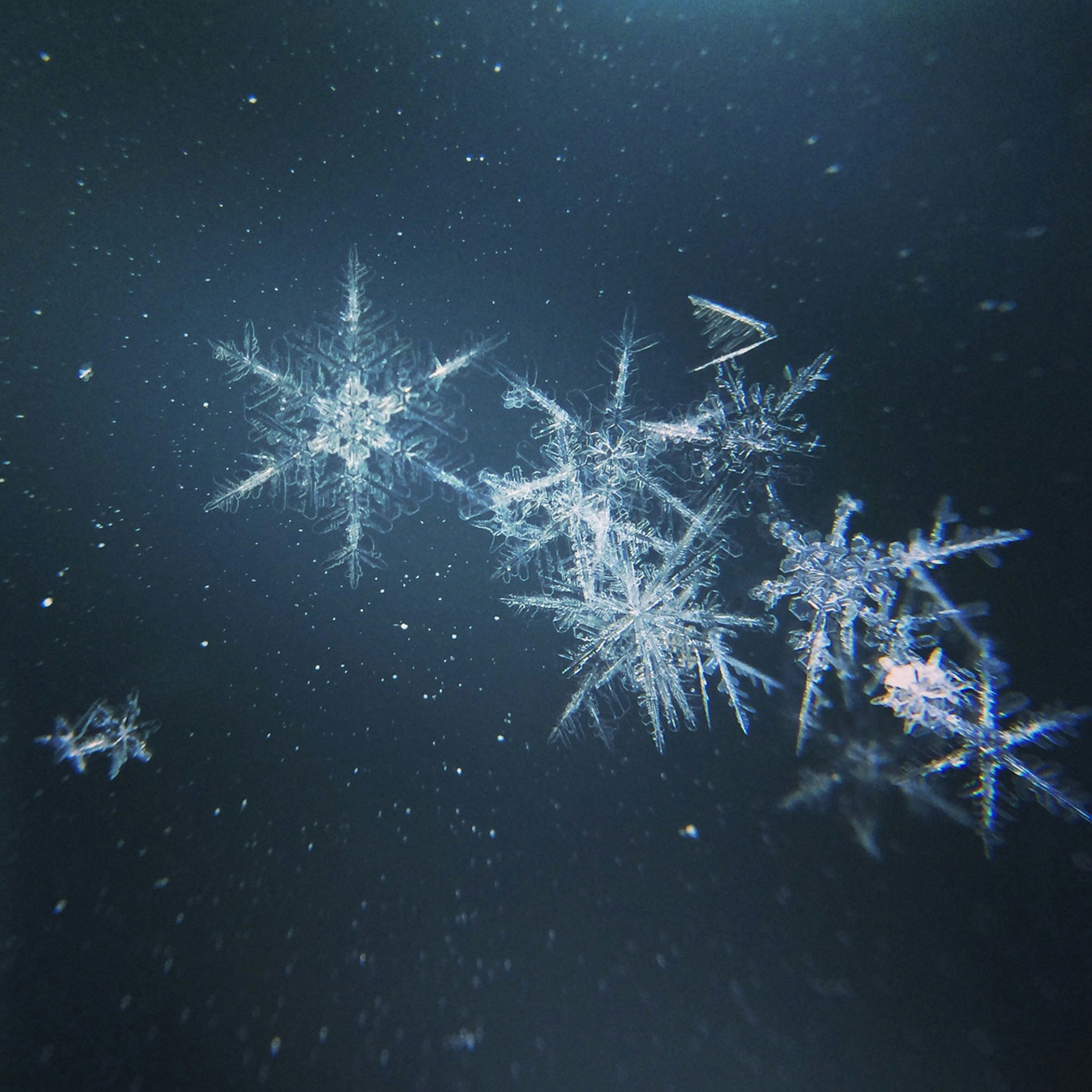 A close up photograph of snowflakes.