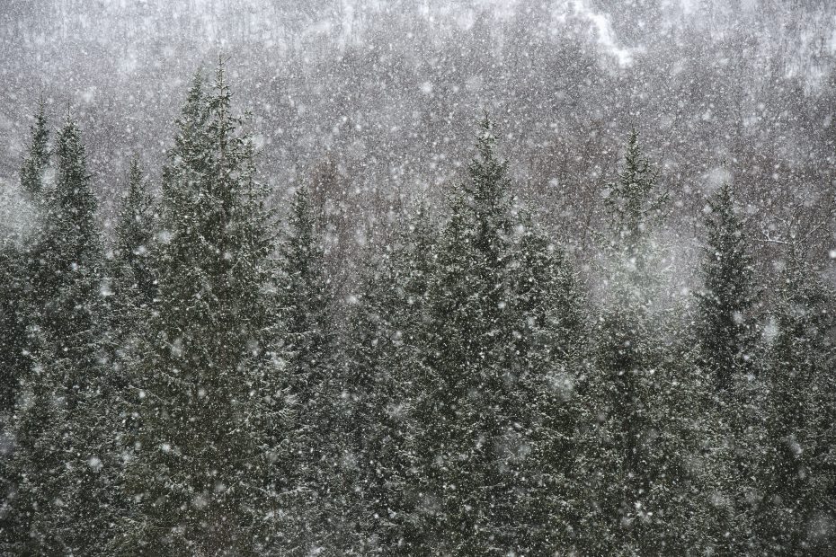 A forest of pine trees in the middle of a strong snow storm.