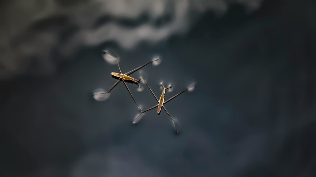 A photograph of water Strider insects gliding across the surface of water.