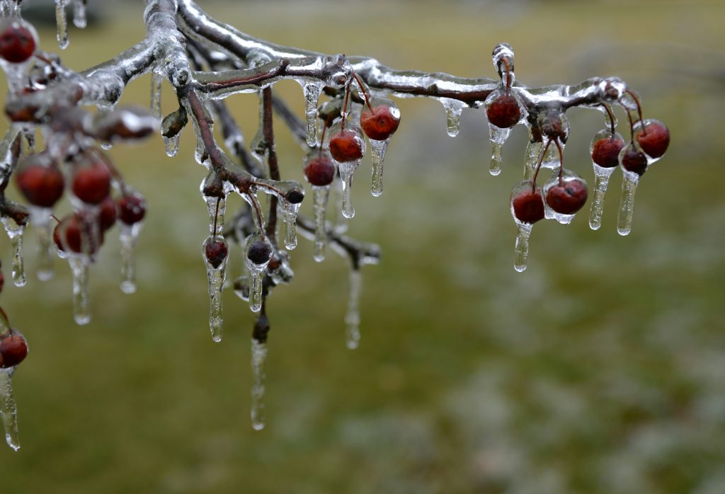 Freezing rain encased a cherry branch in ice.