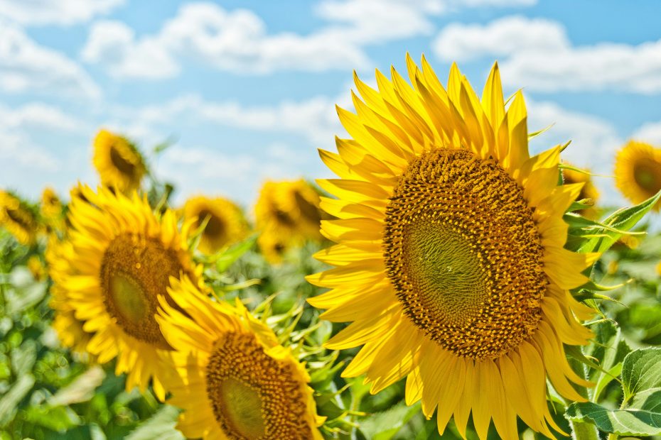 Sun flowers in a field - photo by Aleksandr Eremin via unsplash