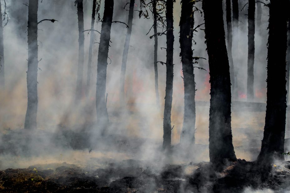 Burning trees. Picture by Joanne Francis via Unsplash