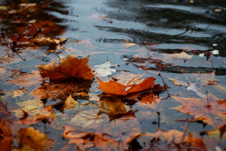 Leaves falling into a puddle. Photo by Hannah Domsic via Unsplash