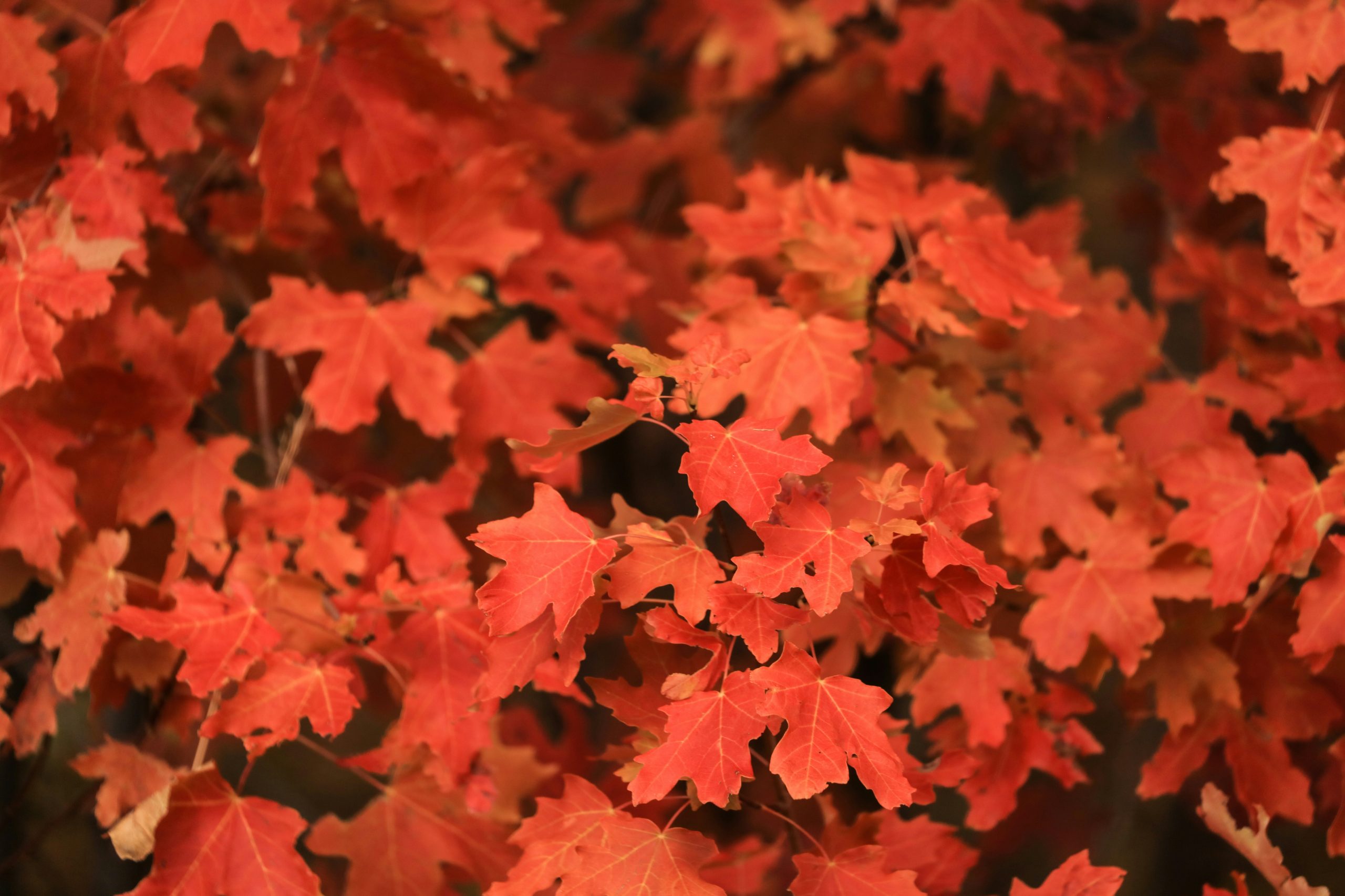 Fall Is Officially Here: Weekend Storm Recap, Fall Foliage, and Weather Outlook for the Month Ahead