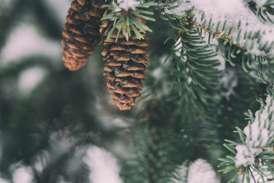 Pine cone on tree in the winter. Picture by Aaron Burden via Unsplash