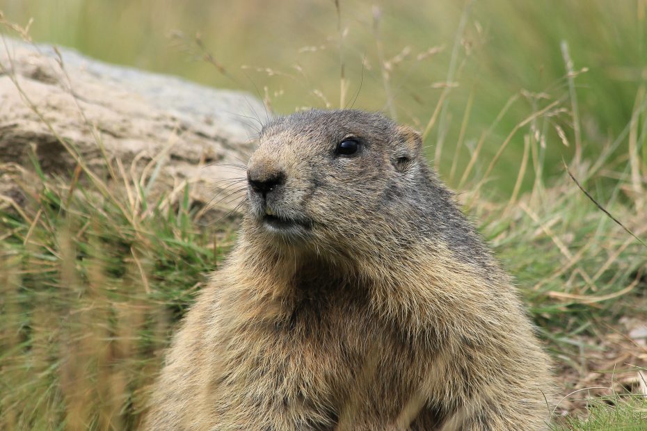 Marmot in the grass - photo by Miguel Teirlinck via Unsplash