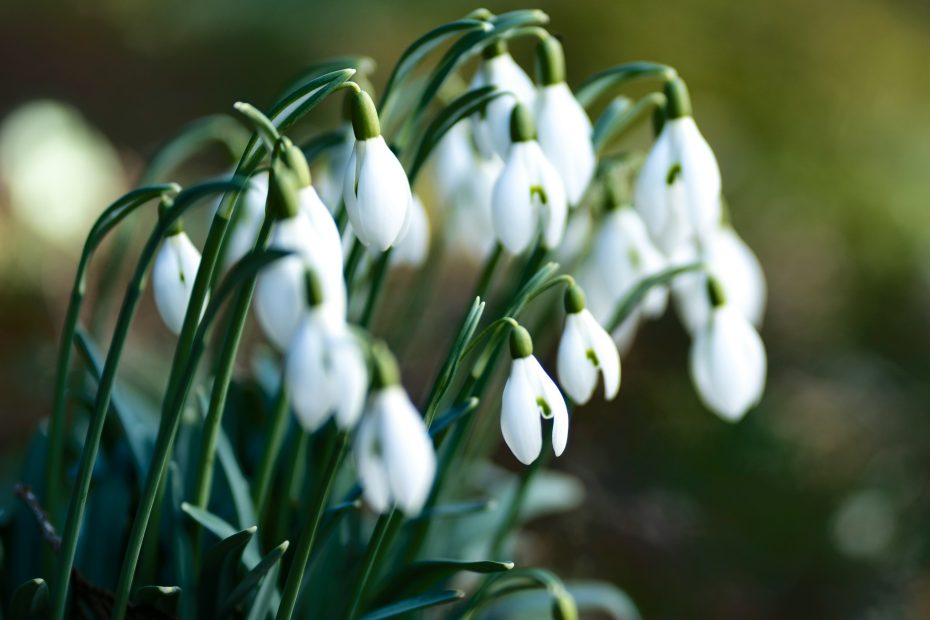 Droopy flowers - photo by Pascal Debrunner via Unsplash